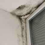 UKLANJANJE BUĐI SA ZIDA