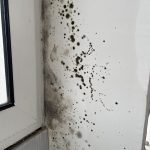 UKLANJANJE BUĐI SA ZIDA