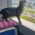 Montaža zaštitne mreže za mačke na balkonu peti sprat. Mreža veličine 4,5 x 2 m. Novi Beograd