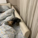 Tapaciranje izgrebane ugaone garniture ( eco Kosa)